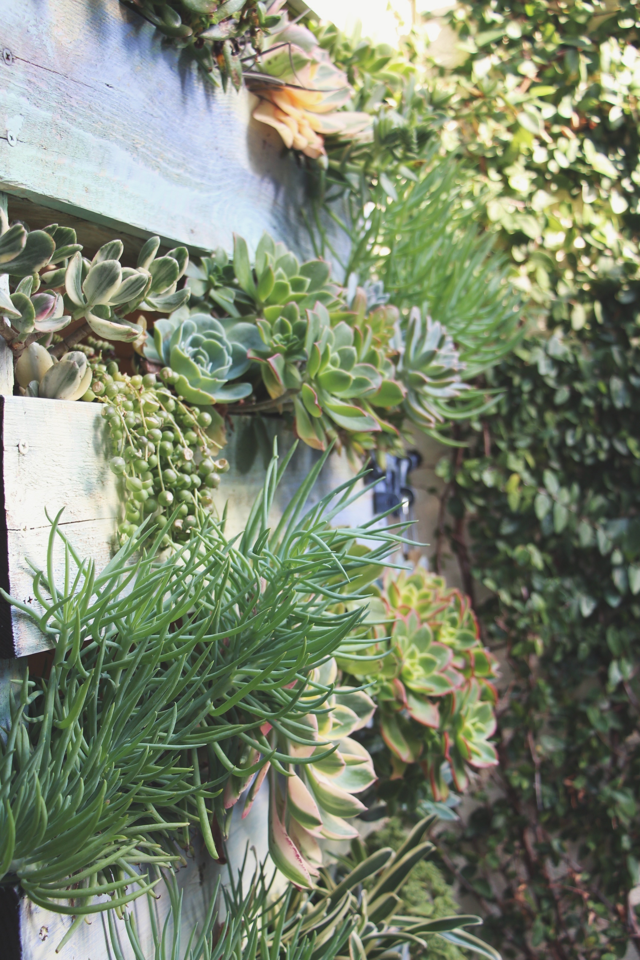 Succulent Cafe Oceanside Vertical Pallet Succulent Garden via Needles + Leaves